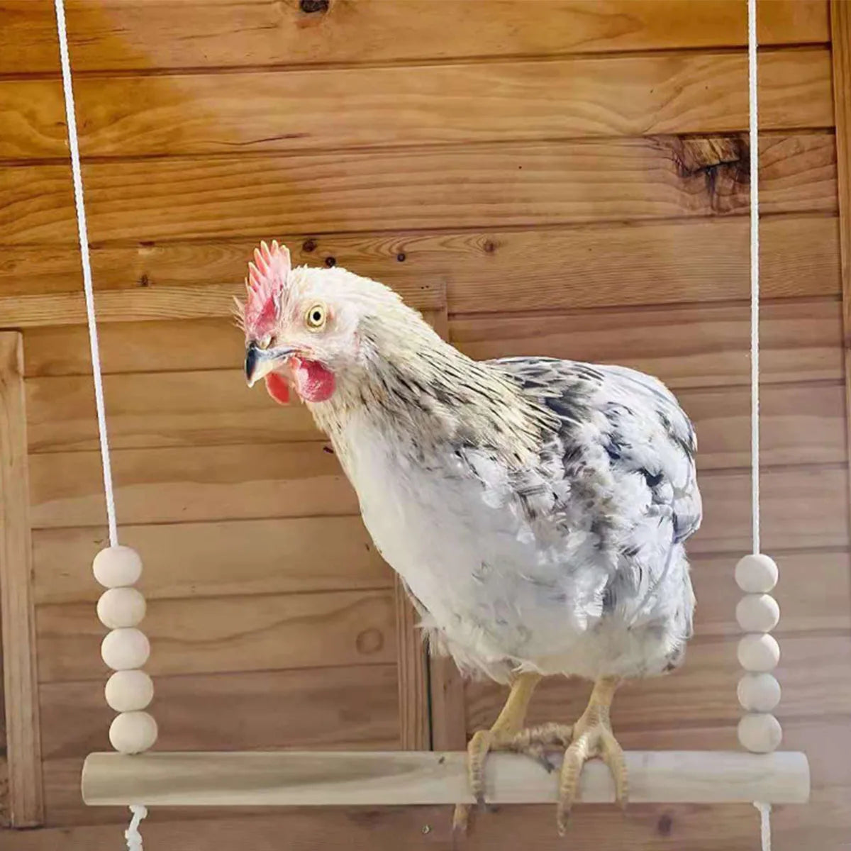 Hanging Chicken Bird  Swing